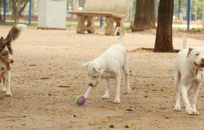 estatuto-dos-caes-e-gatos-preve-penas-para-quem-maltratar-animais