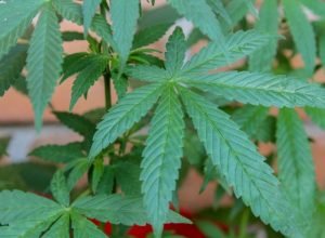 anvisa-aprova-pedido-e-autoriza-embrapa-a-pesquisar-cultivo-de-cannabis