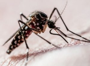 anvisa-aprova-primeira-vacina-em-dose-unica-do-mundo-contra-a-dengue